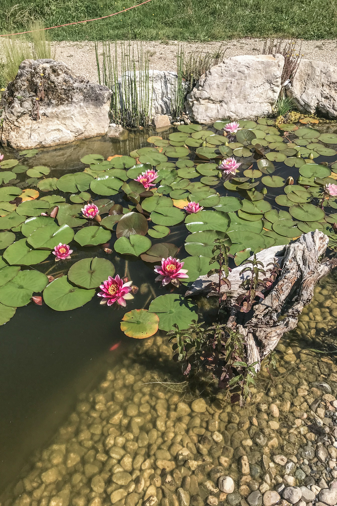 Presinge pond : landscaping