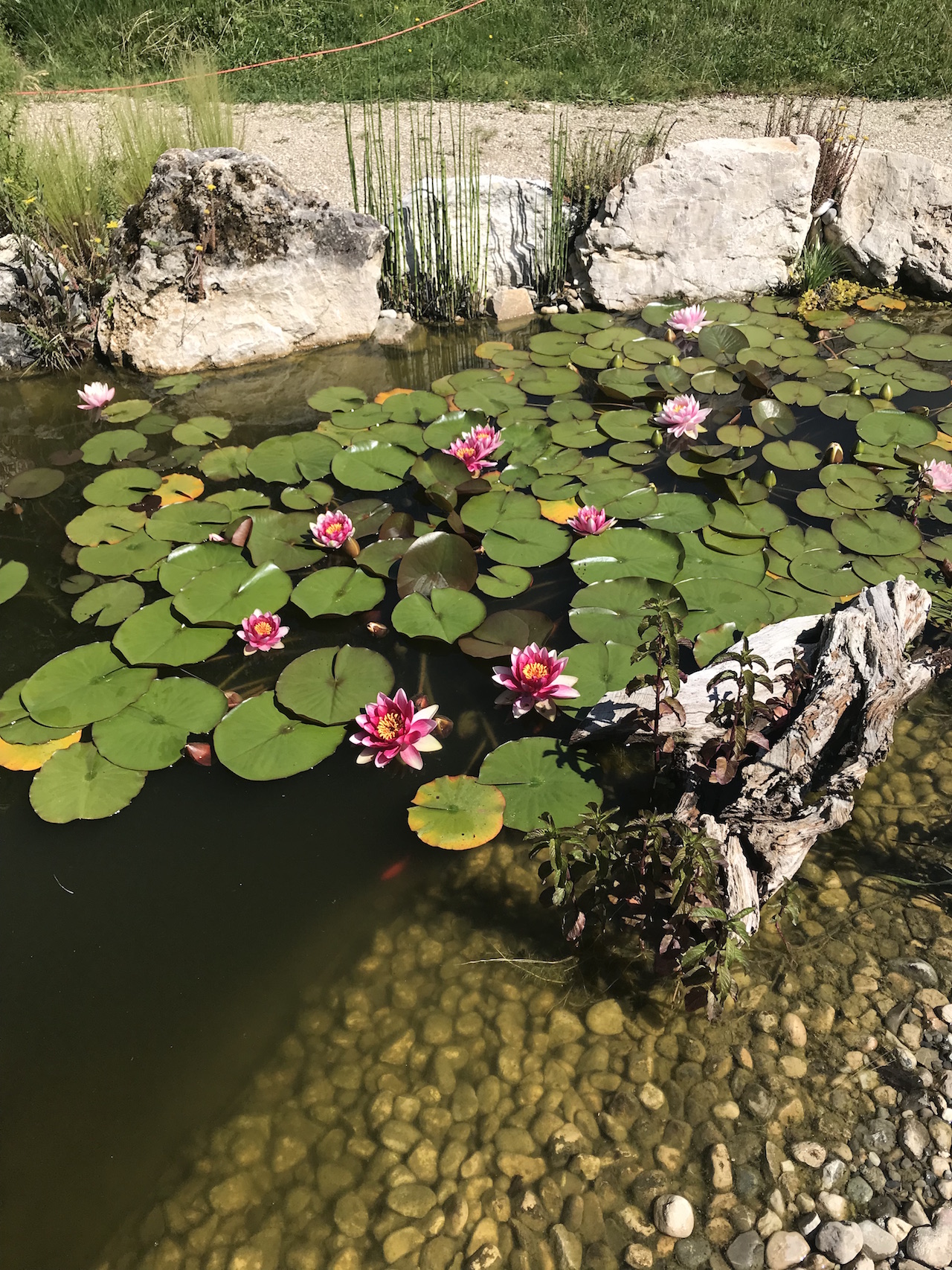 CSDK Bassin de jardin 5 1 - Engagement durable - CSDK Bassin de jardin 5 1