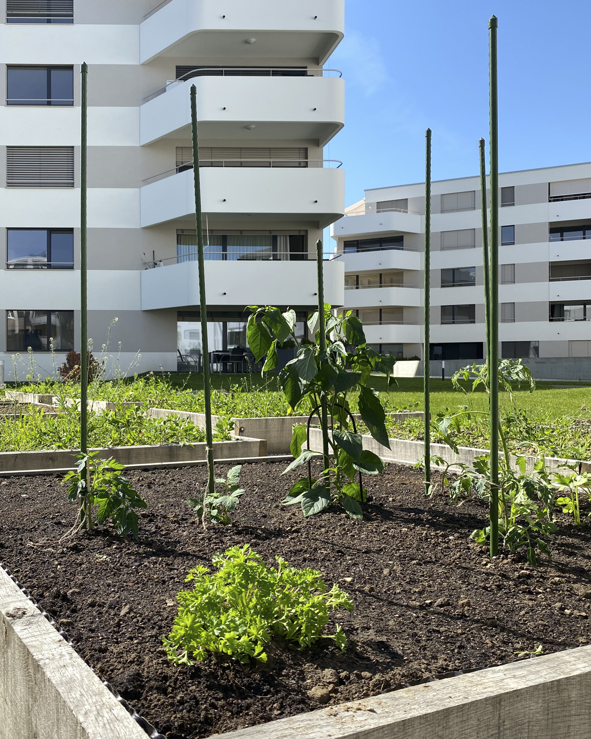 CSDK Architecte Bulle Ame%CC%81nagements 6 - Vegetable garden - Bulle - CSDK Architecte Bulle Ame%CC%81nagements 6